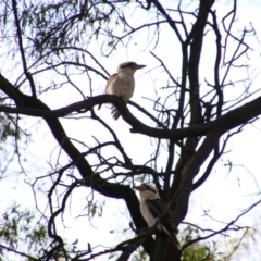 Dacelo novaeguineae at Gulargambone, NSW - 25 May 2024