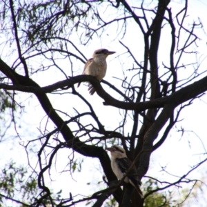 Dacelo novaeguineae at Gulargambone, NSW - 25 May 2024