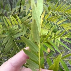 Acacia elata (Mountain Cedar Wattle) at Point 64 - 27 May 2024 by lbradley