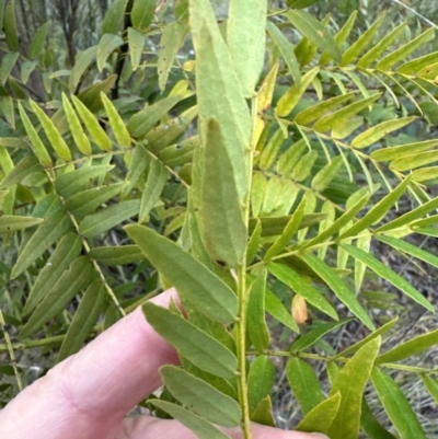 Gleditsia triacanthos (Honey Locust, Thorny Locust) at Point 64 - 27 May 2024 by lbradley