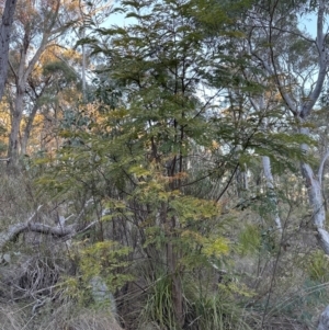 Acacia elata at Aranda, ACT - 27 May 2024