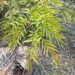 Acacia elata at Aranda, ACT - 27 May 2024