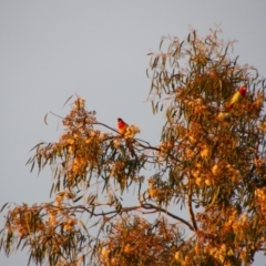 Platycercus eximius at Gilgandra, NSW - 25 May 2024 by MB