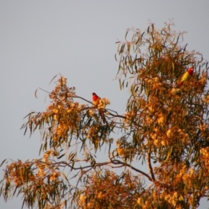 Platycercus eximius at Gilgandra, NSW - 25 May 2024 04:56 PM