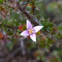 Boronia algida (Alpine Boronia) at Deua National Park (CNM area) - 25 May 2024 by RobG1