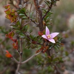 Boronia algida at Deua National Park (CNM area) - 25 May 2024