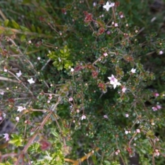 Boronia algida at Deua National Park (CNM area) - 25 May 2024