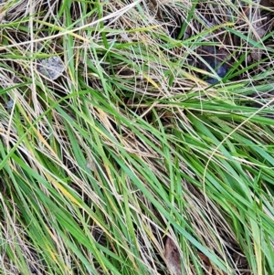 Nassella neesiana at Red Hill Nature Reserve - 27 May 2024