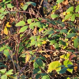 Rubus fruticosus sp. aggregate at Red Hill Nature Reserve - 27 May 2024