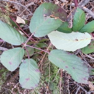 Rubus fruticosus sp. aggregate at Red Hill Nature Reserve - 27 May 2024