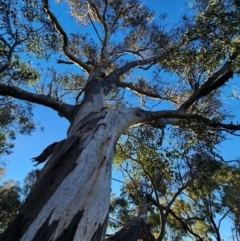 Eucalyptus blakelyi (Blakely's Red Gum) at Red Hill, ACT - 27 May 2024 by Steve818