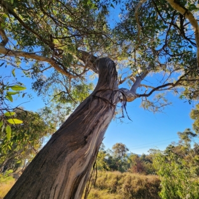 Eucalyptus melliodora (Yellow Box) at Deakin, ACT - 27 May 2024 by Steve818