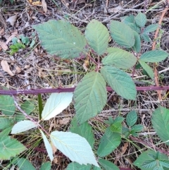 Rubus fruticosus sp. aggregate (Blackberry) at Red Hill Nature Reserve - 27 May 2024 by Steve818