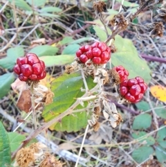 Rubus fruticosus sp. aggregate at Red Hill Nature Reserve - 27 May 2024