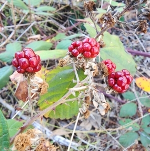 Rubus fruticosus sp. aggregate at Red Hill Nature Reserve - 27 May 2024