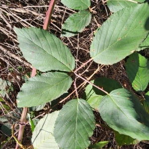 Rubus fruticosus sp. aggregate at Red Hill Nature Reserve - 27 May 2024