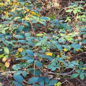 Rubus fruticosus sp. aggregate at Red Hill Nature Reserve - 27 May 2024