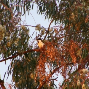 Entomyzon cyanotis at Gilgandra, NSW - 25 May 2024