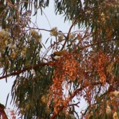 Entomyzon cyanotis at Gilgandra, NSW - 25 May 2024