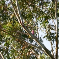 Eolophus roseicapilla at Gilgandra, NSW - 25 May 2024 by MB