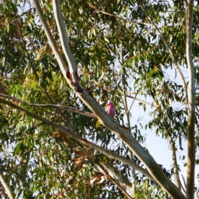 Eolophus roseicapilla at Gilgandra, NSW - 25 May 2024 by MB