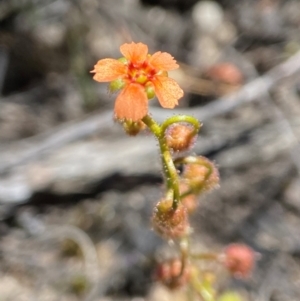 Drosera glanduligera at Tallong, NSW - 9 Oct 2023