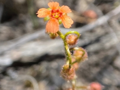 Drosera glanduligera (Common Scarlet Sundew, Pimpernel Sundew) at Tallong, NSW - 9 Oct 2023 by AJB