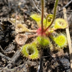 Drosera glanduligera at Tallong, NSW - Canberra & Southern Tablelands