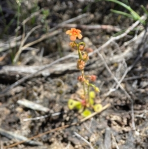 Drosera glanduligera at Tallong, NSW - 9 Oct 2023