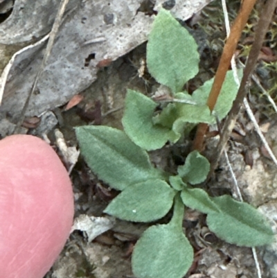 Speculantha rubescens (Blushing Tiny Greenhood) at Aranda, ACT - 27 May 2024 by lbradley