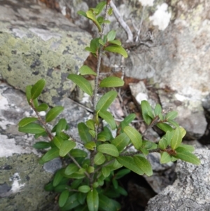 Nematolepis elliptica at suppressed - 25 May 2024