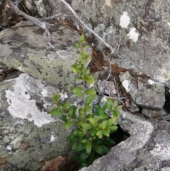 Nematolepis elliptica at suppressed - 25 May 2024