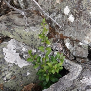 Nematolepis elliptica at suppressed - suppressed