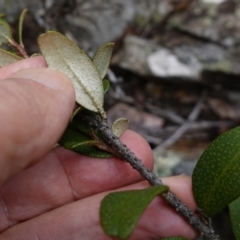 Nematolepis elliptica at suppressed - suppressed