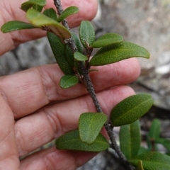 Nematolepis elliptica at suppressed - suppressed