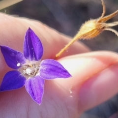 Wahlenbergia stricta subsp. stricta (Tall Bluebell) at QPRC LGA - 27 May 2024 by clarehoneydove