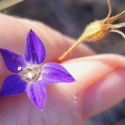 Wahlenbergia stricta subsp. stricta (Tall Bluebell) at suppressed - 27 May 2024 by clarehoneydove