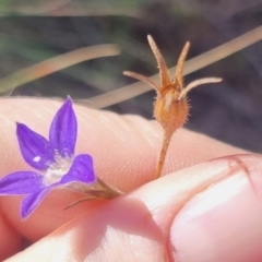 Wahlenbergia stricta subsp. stricta at QPRC LGA - suppressed