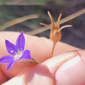 Wahlenbergia stricta subsp. stricta at QPRC LGA - 27 May 2024