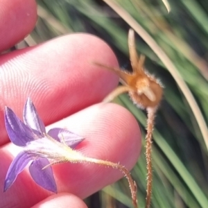 Wahlenbergia stricta subsp. stricta at QPRC LGA - suppressed