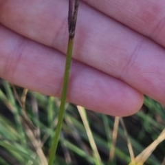 Wahlenbergia stricta subsp. stricta at QPRC LGA - suppressed