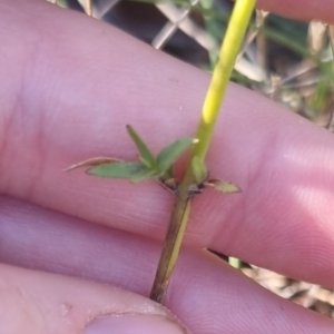 Wahlenbergia stricta subsp. stricta at QPRC LGA - suppressed