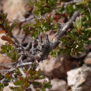 Tetrigidae (family) at Deua National Park (CNM area) - 25 May 2024