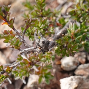 Tetrigidae (family) at Deua National Park (CNM area) - 25 May 2024