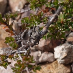 Tetrigidae (family) at Deua National Park (CNM area) - 25 May 2024