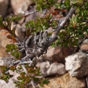 Tetrigidae (family) at Deua National Park (CNM area) - 25 May 2024