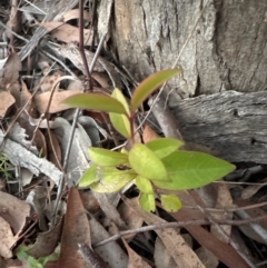 Ligustrum lucidum at Aranda Bushland - 27 May 2024 by lbradley