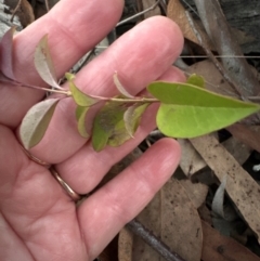 Ligustrum lucidum at Aranda, ACT - 27 May 2024 05:05 PM