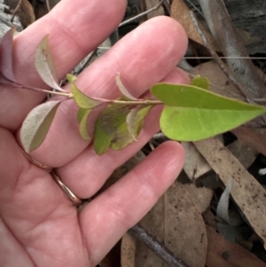 Ligustrum lucidum at Aranda, ACT - 27 May 2024