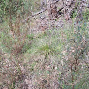 Nassella trichotoma at Mount Majura - 27 May 2024